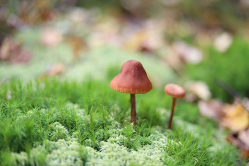 Mushroom in the moss on a green background in the autumn forest