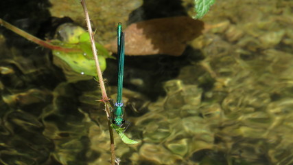 Dragonfly on a bramble leaf over water with front view - July, 2019