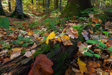 Autumn on Plitvice Lakes, Croatia