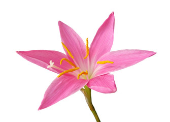 Fototapeta premium Beautiful pink flower isolated on a white background