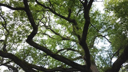 Big old European oak with thick branches.