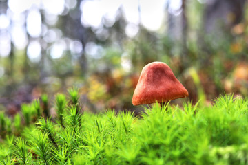 Mushroom in the moss on a green background in the autumn forest