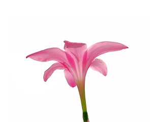 Beautiful pink flower isolated on a white background