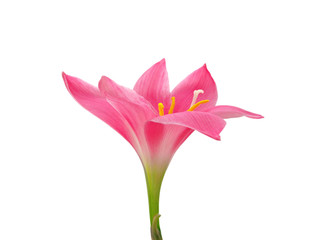 Beautiful pink flower isolated on a white background