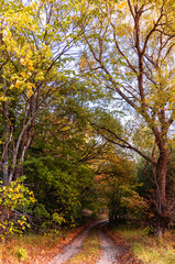 Fototapeta premium September autumn weather. Yellow leaves at the forest road.