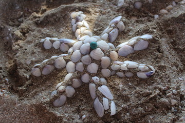 the sun of shells on the sand