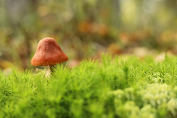 Mushroom in the moss on a green background in the autumn forest