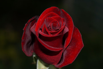 Beautiful burgundy rose. Velvety. Close-up. Wedding floral set. Vintage floral pattern.  Wedding invite card, greeting.