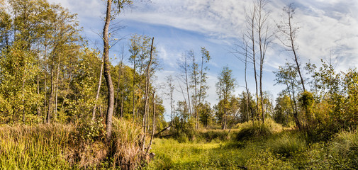 Warm september day. Dry trees and tall grass.