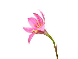 Beautiful pink flower isolated on a white background