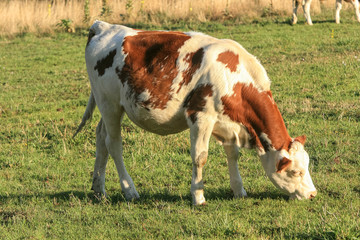 Vache