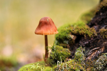 Mushroom in the moss on a green background in the autumn forest