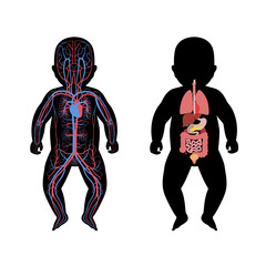  internal organs and circulatory system of baby
