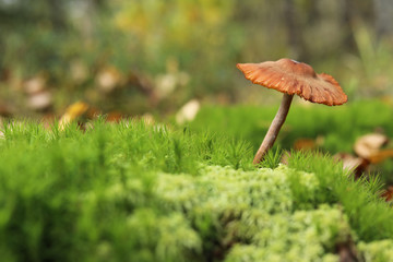 Mushroom in the moss on a green background in the autumn forest