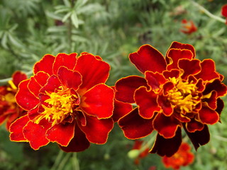 red flowers in garden