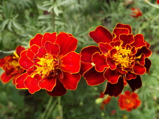red flowers in garden