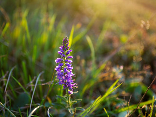 Purple flower on the field, bokeh