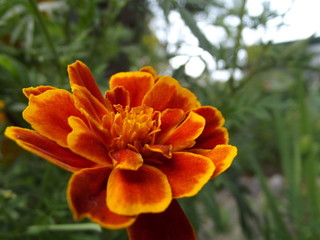 orange flower
