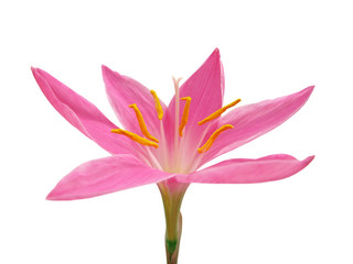 Beautiful pink flower isolated on a white background