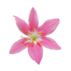 Fototapeta na wymiar Beautiful pink flower isolated on a white background