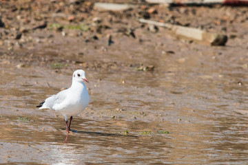 mouette rieuse 