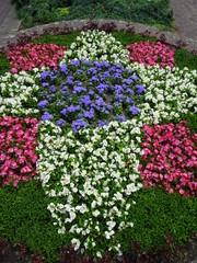 Obraz premium Flowers