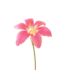 Beautiful pink flower isolated on a white background