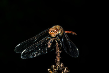 Dragonfly Big Eyes Close-up Macro Photography