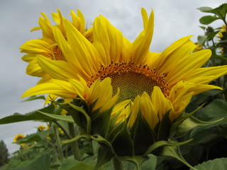 sunflower and bee