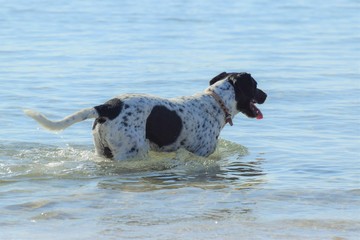 Funny dog, English pointer, swimming
