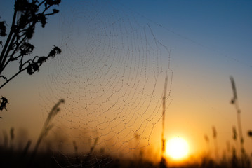 spiderweb and the sunrise