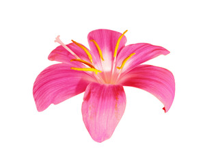 Beautiful pink flower isolated on a white background