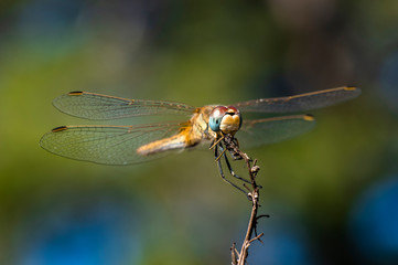 Dragonfly Big Eyes Close-up Macro Photography