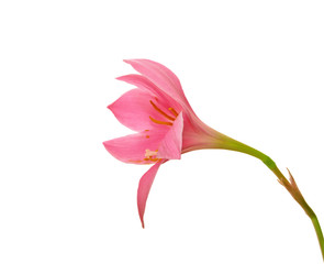 Beautiful pink flower isolated on a white background