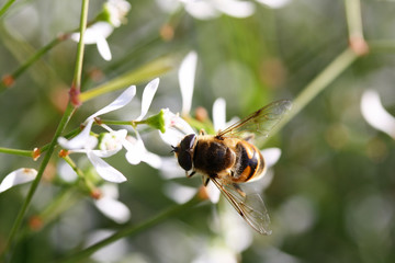 Biene sammelt Nektar - Honigbiene - bee collects nectar