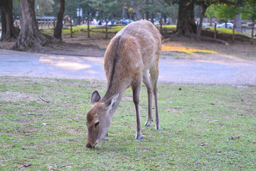鹿