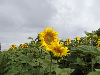 field of sunflowers