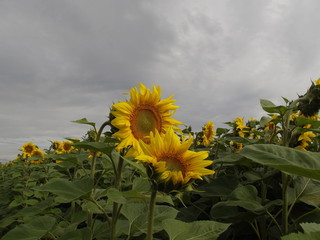 sunflower in the field