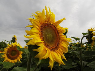 sunflower in the field