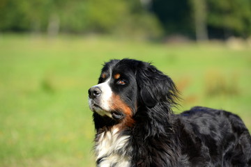 Wachsam. Portrait eines Berner Sennen Hundes