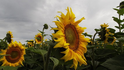 sunflower field of sunflowers