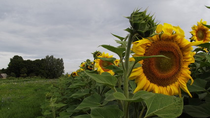 sunflower in field