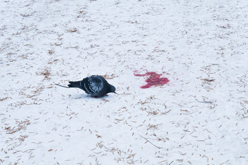 turtledove in snow, city bird in winter,  dove on  fresh snow and dry needles of fir trees on a winter frosty day and red stain like blood, copy space 