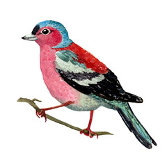 Watercolor illustration of finch bird with blue head, orange back and pink breast, sittin on twig isolated on white background. Design for kids books, autumn compositions, textile.