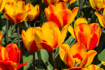 Tulipa of the Hotpants  species