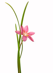Beautiful pink flower isolated on a white background