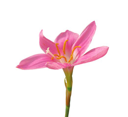 Beautiful pink flower isolated on a white background