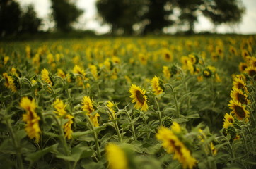  field of sunflowers