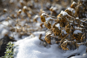 Dried Brown Flower In Snow And Ice On A Snowfield In Winter, Spokane, Washington, United States