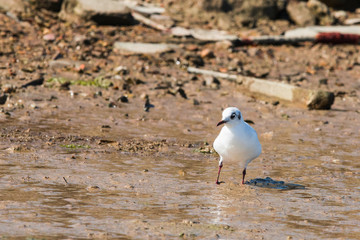 mouette rieuse 